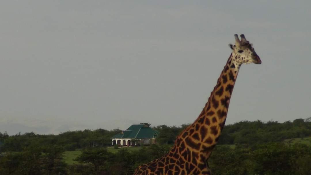 Narasha Homestay - Maasai Mara Talek Экстерьер фото