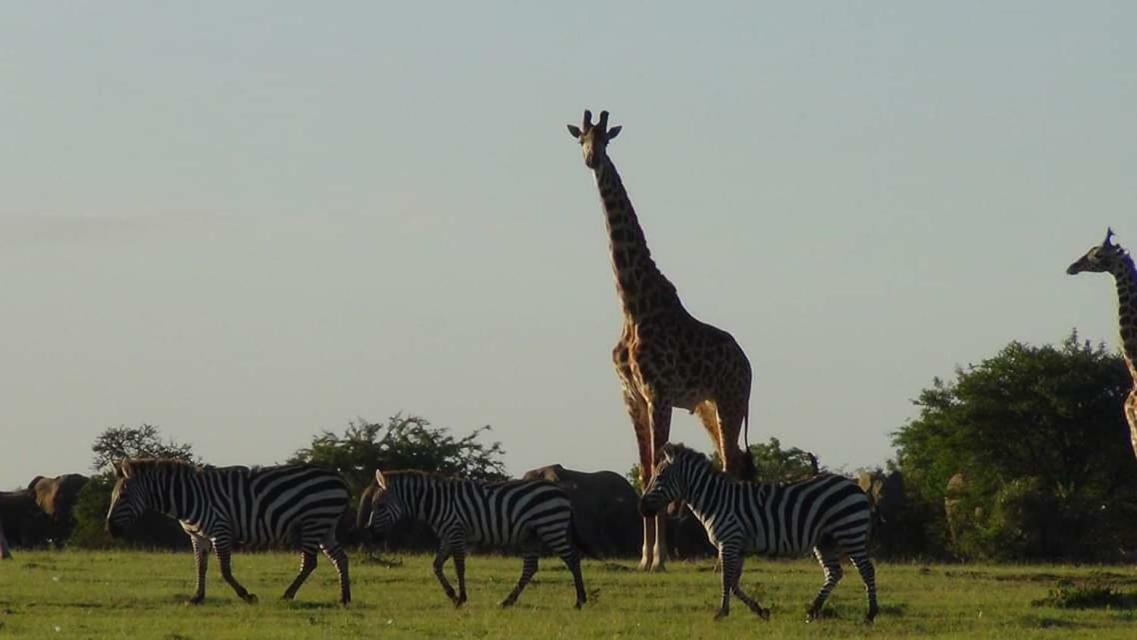 Narasha Homestay - Maasai Mara Talek Экстерьер фото